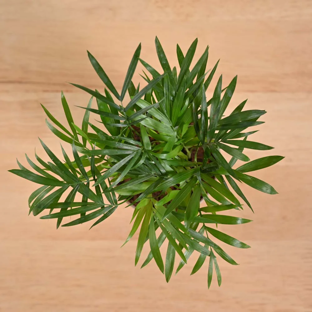 Low Maintanance Plant