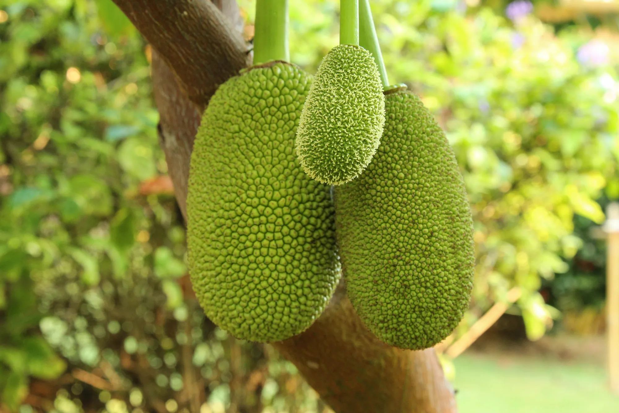 Fruits