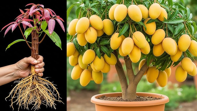 Mango
