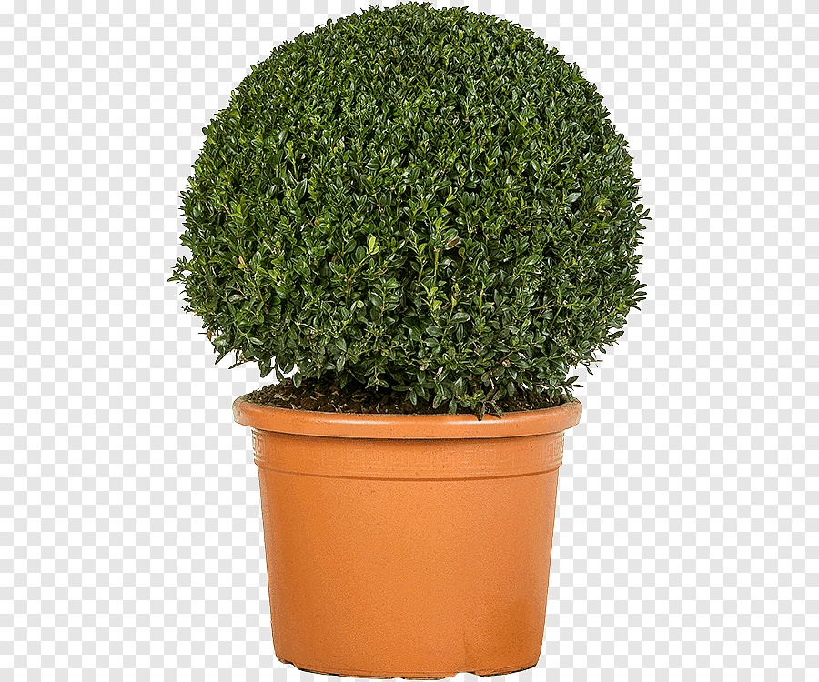 Shrubs