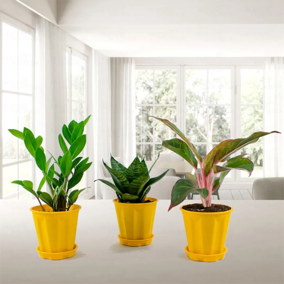 Pack of 4 Home Decor Plant Bundle 2