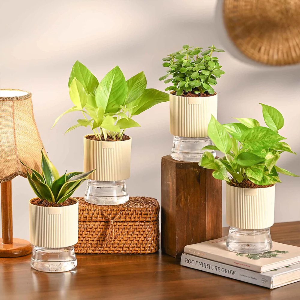Set of 4 Indoor Aesthetic Plant Bundle for Home