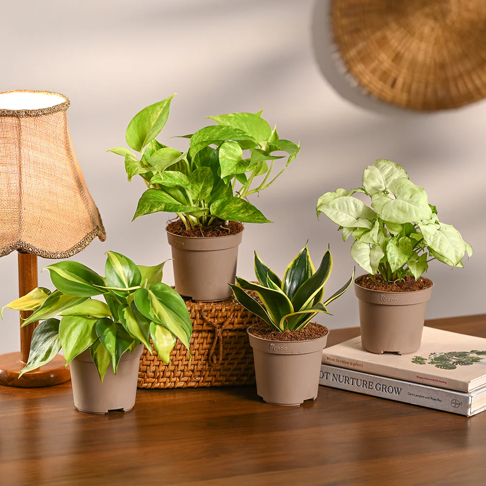 Pack of 4 Home Decor Plant Bundle
