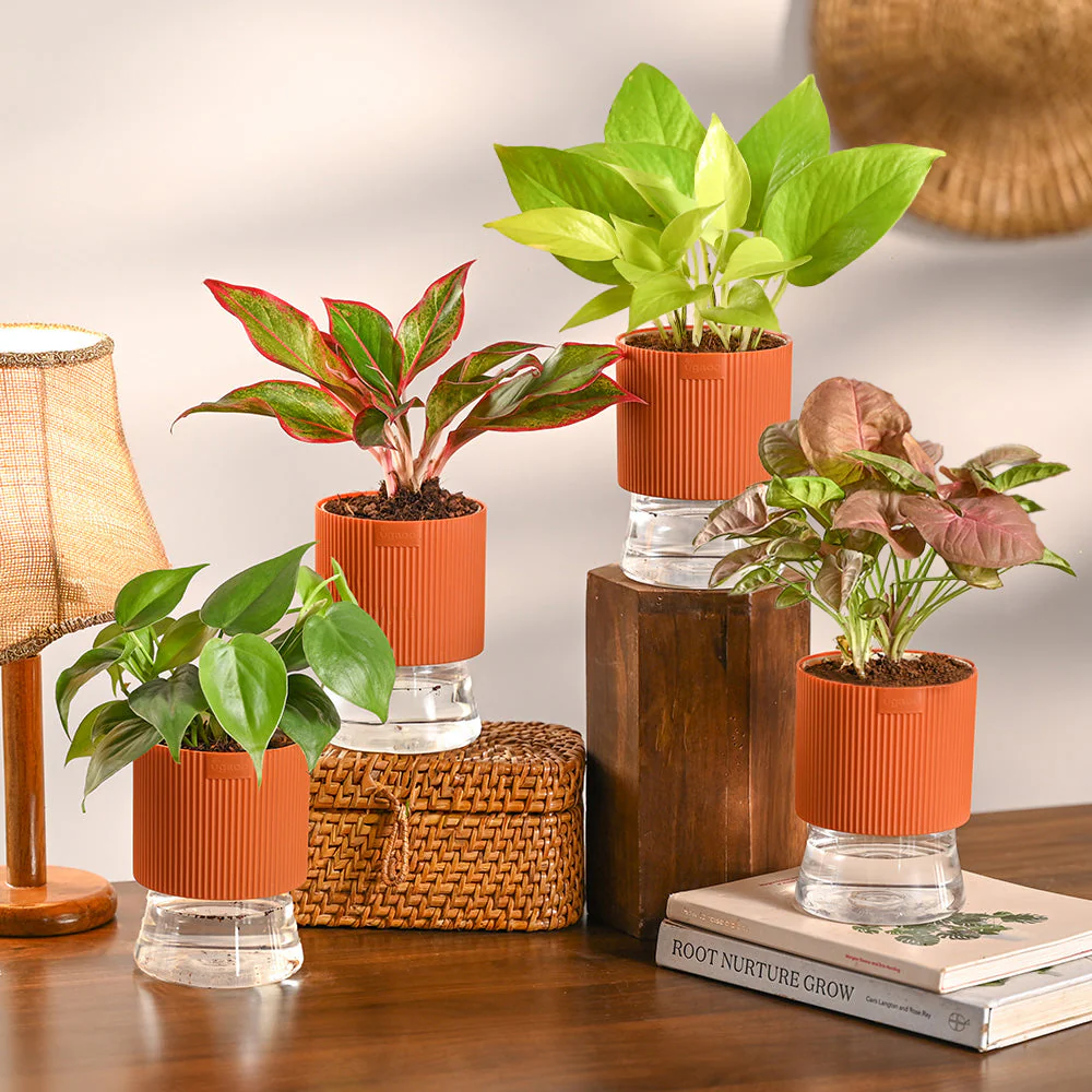 Combo of 4 Plant Set for Office Desk