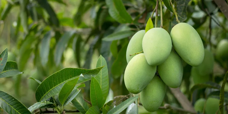 Mango magic