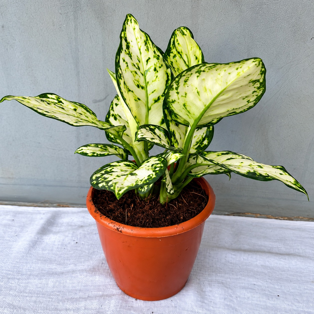 Aglonima Super White