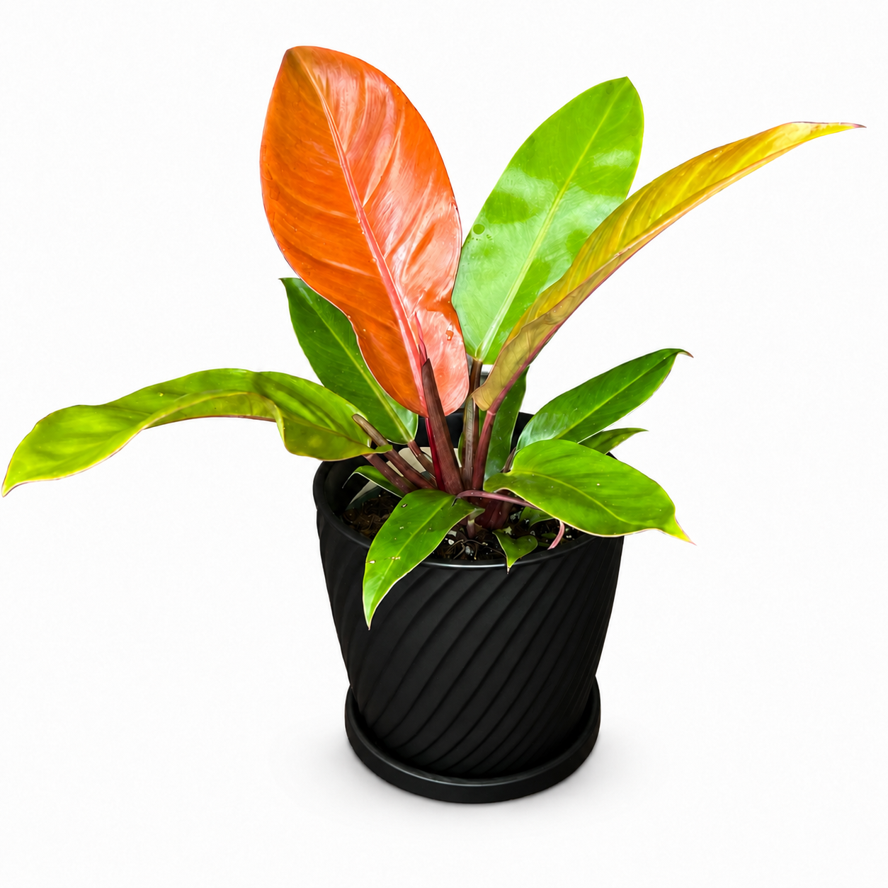 Philodendron Prince of Orange – Plant in Jiffy Bag