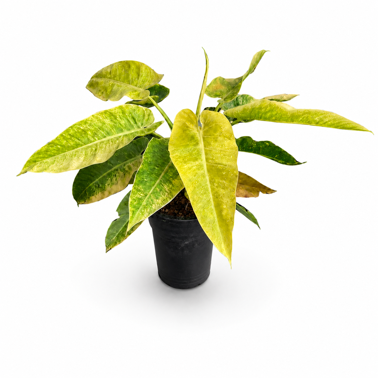 Philodendron Calkins Gold – Plant in Jiffy Bag