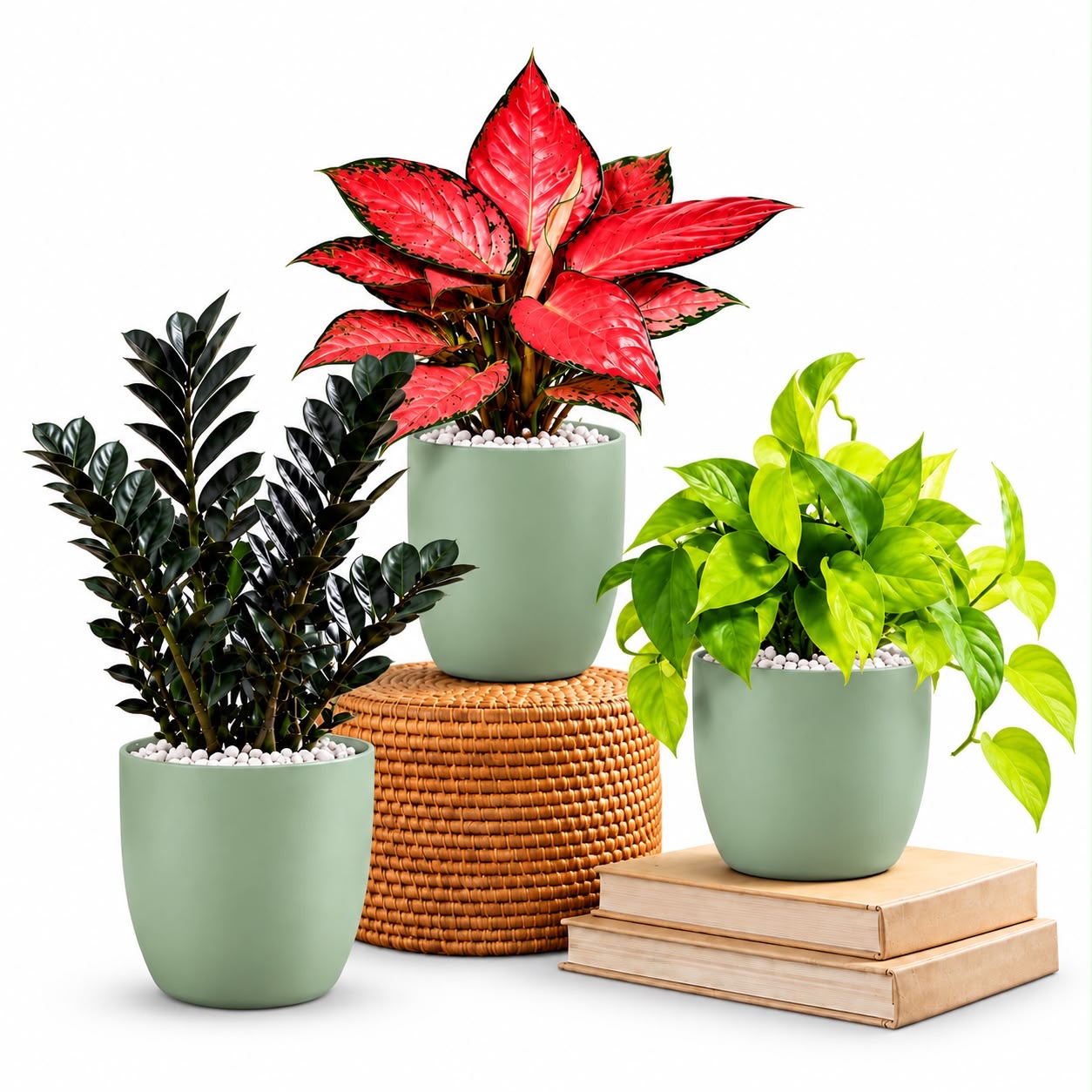 Plantsindo Indoor Plant Starter Pack--3 Easy-Care Plants with 12cm Pot