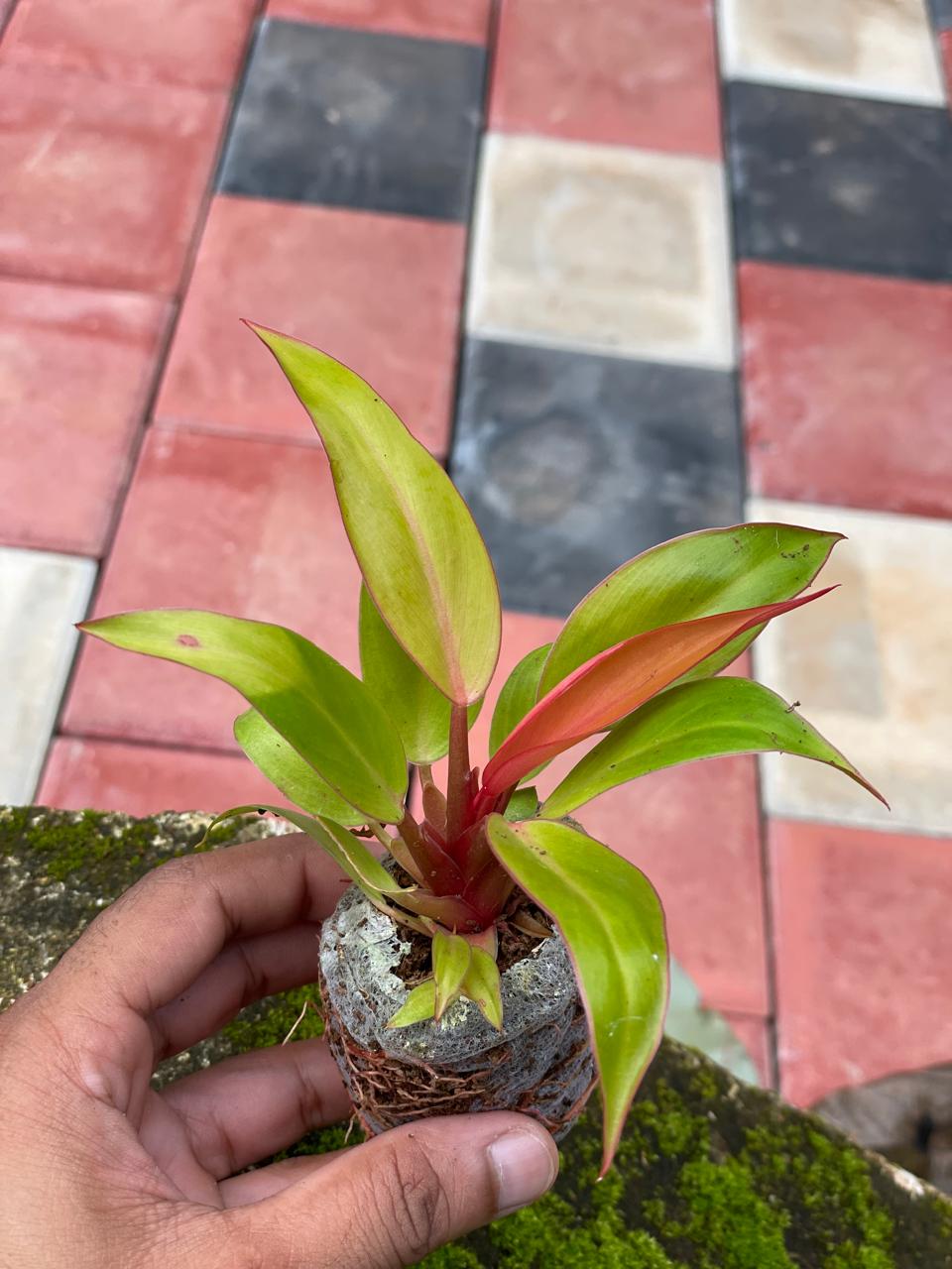 Philodendron Prince of Orange – Plant in Jiffy Bag