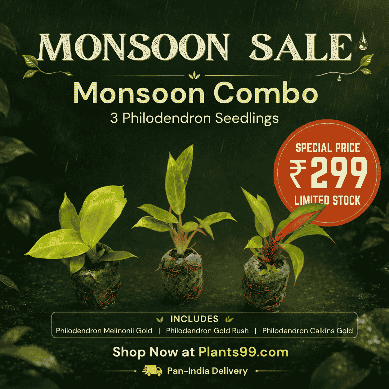 Monsoon Green Combo