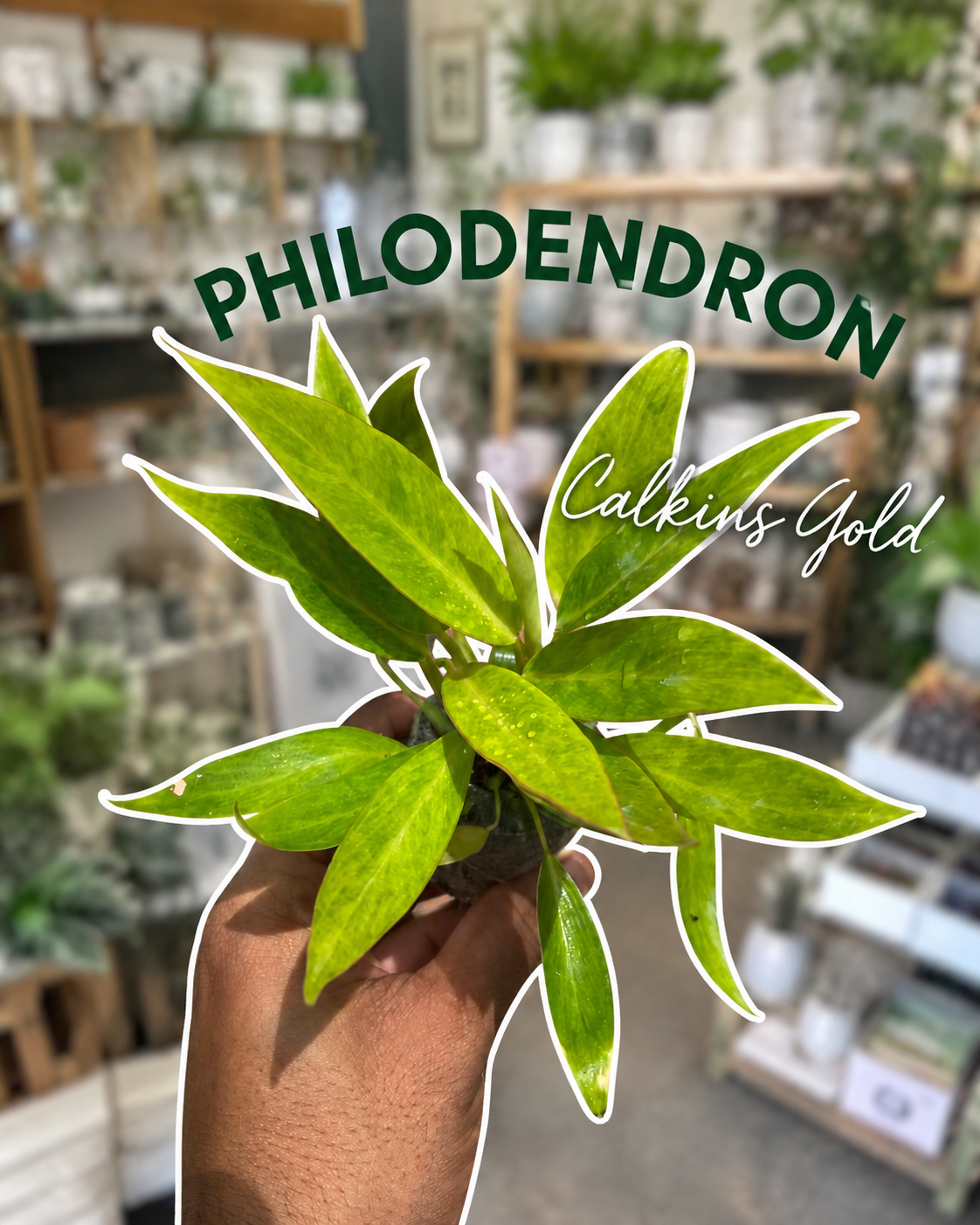 Philodendron Calkins Gold – Plant in Jiffy Bag