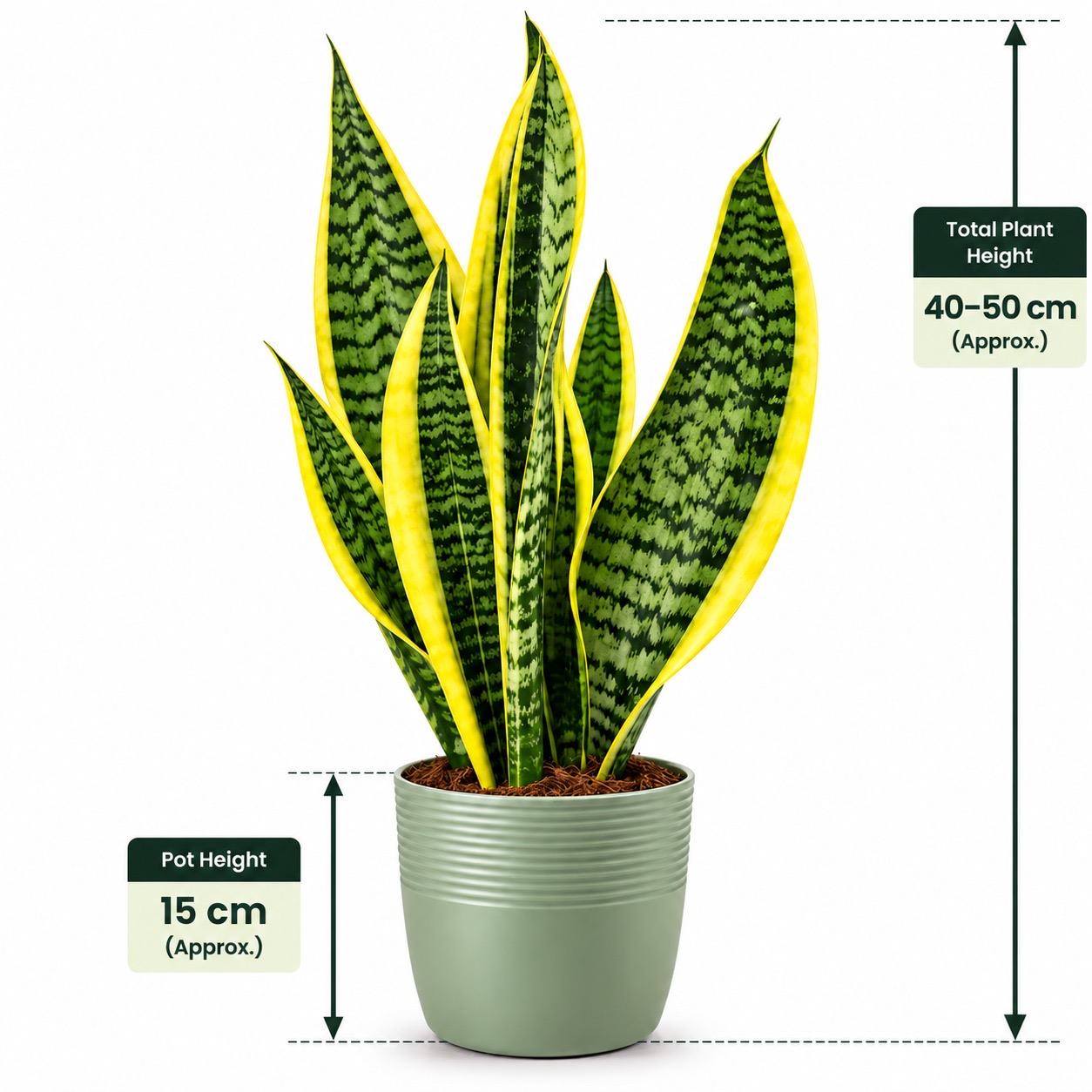 Sansevieria Trifasciata-12cm pot