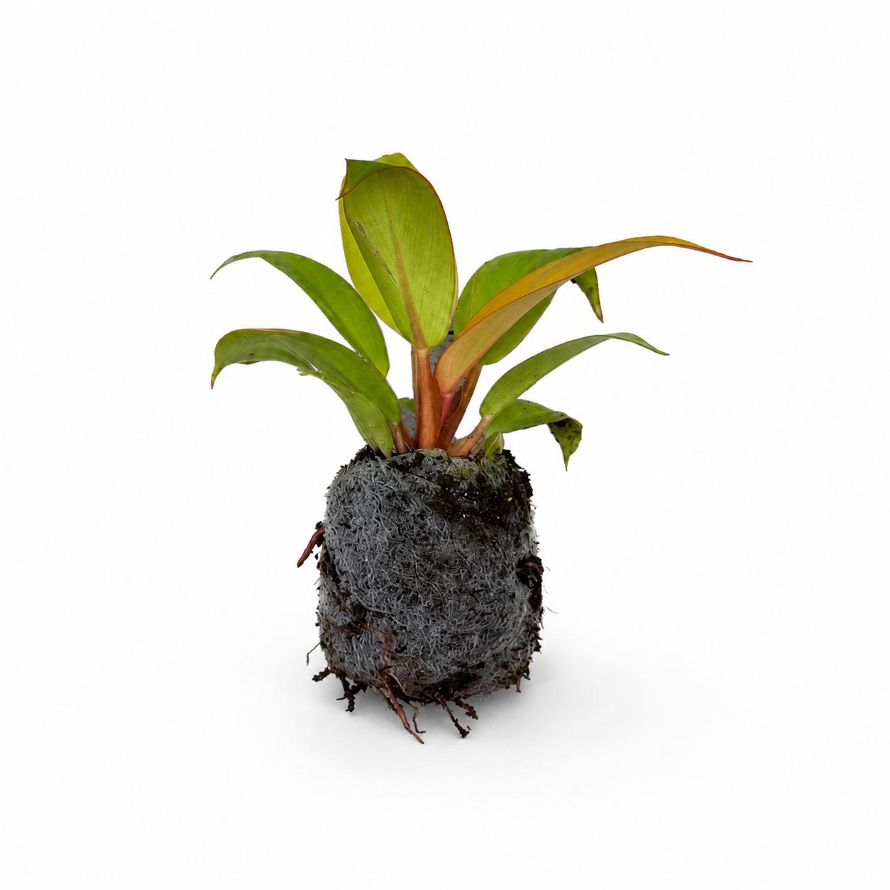 Philodendron Prince of Orange – Plant in Jiffy Bag