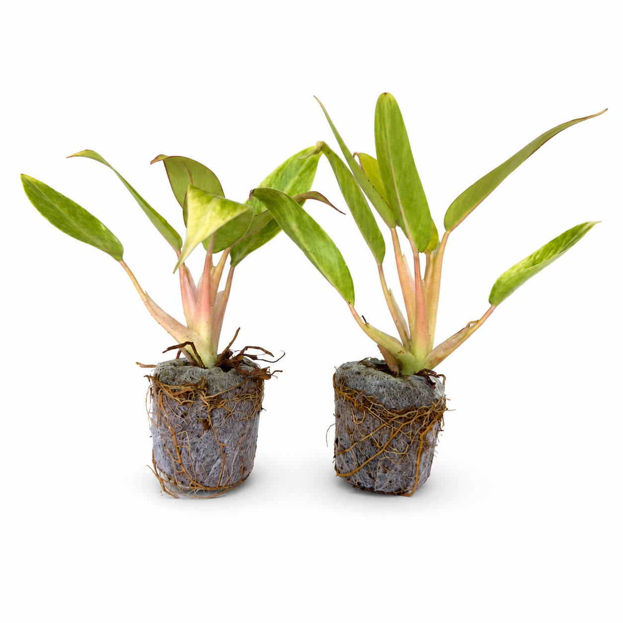Philodendron Calkins Gold – Plant in Jiffy Bag