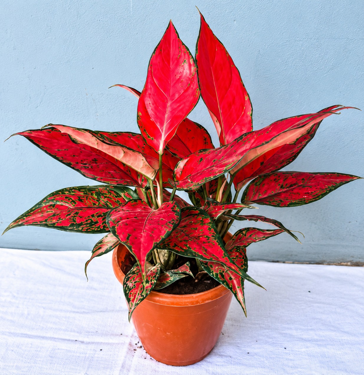 Aglonima Red Angle