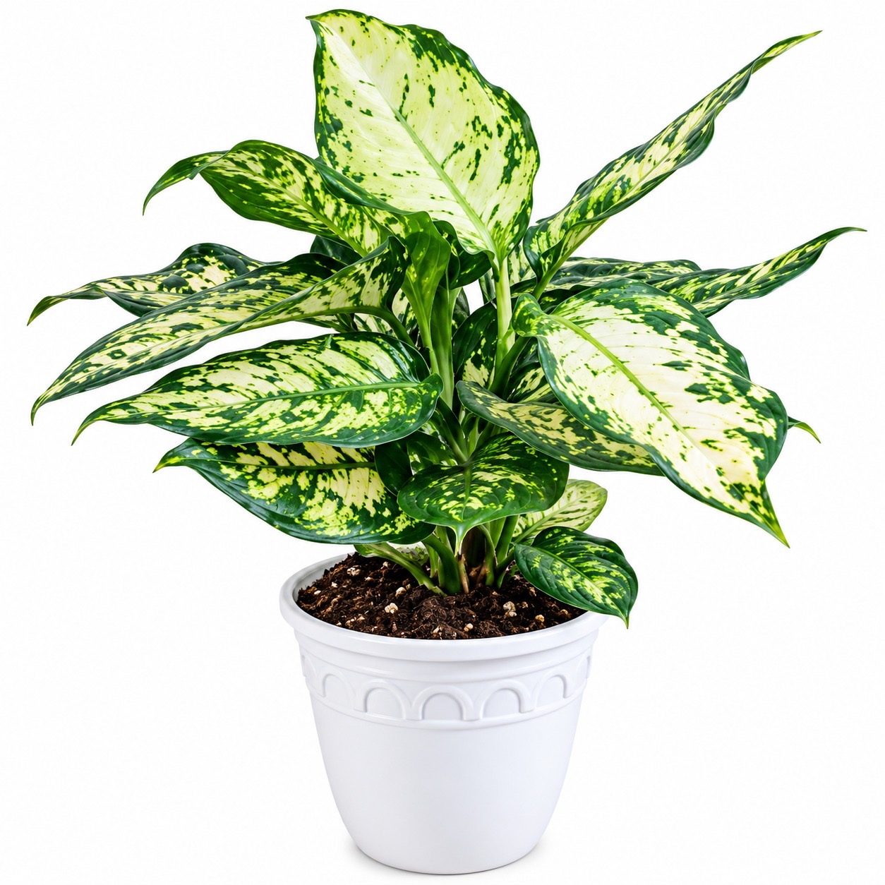 Aglonima White Anjuman