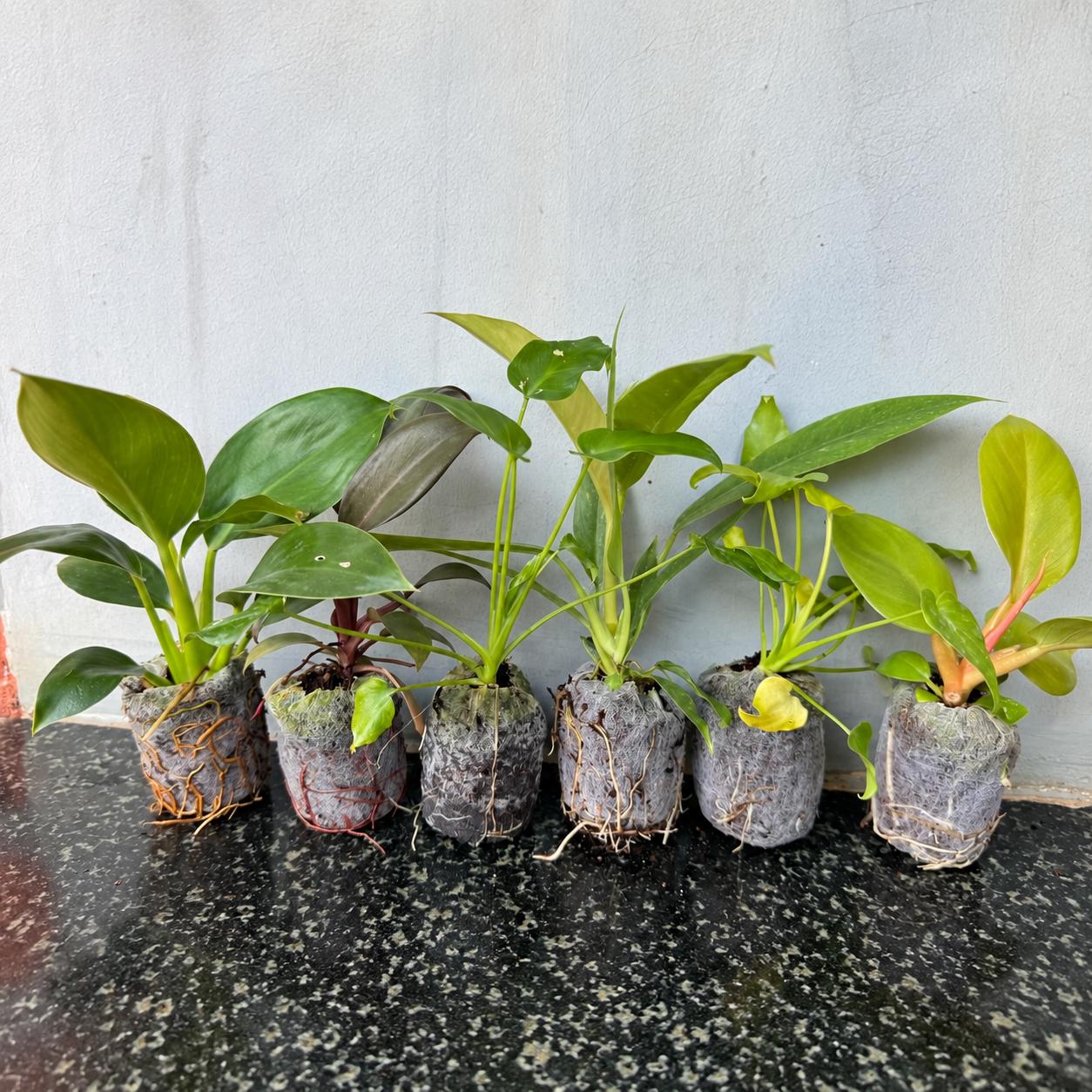 Philodendron Royal Collection – 6 Healthy Plants in Jiffy bag