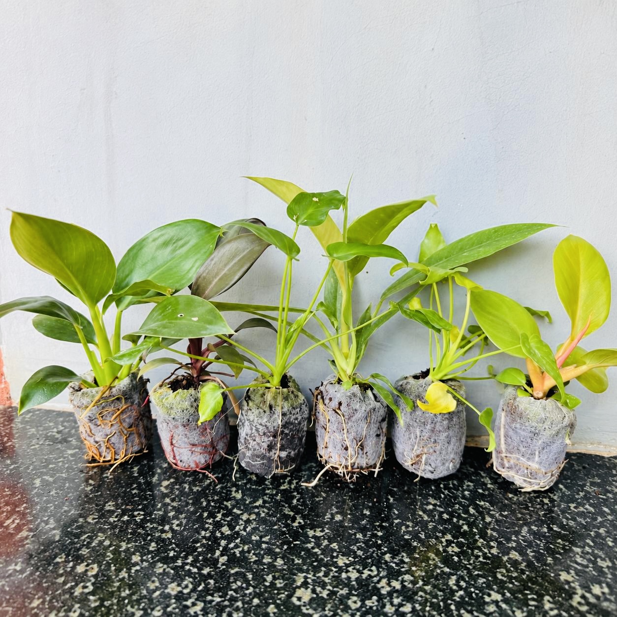 Philodendron Royal Collection – 6 Healthy Plants in Jiffy bag