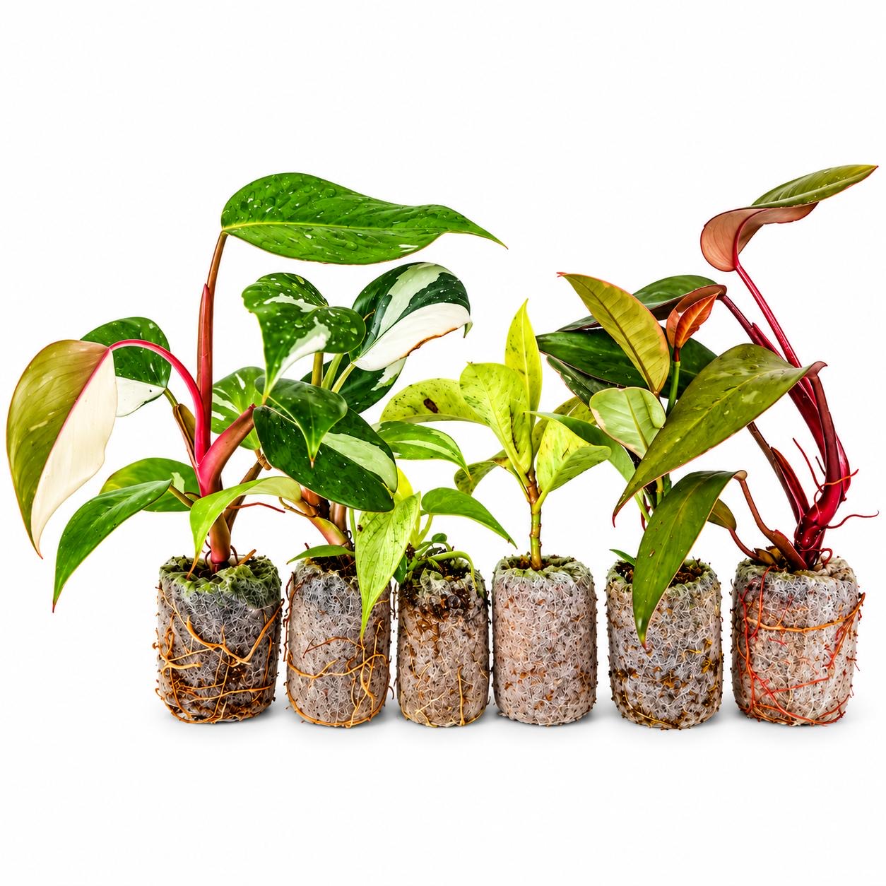🌿 Royal Variegated 6-in-1 Plant Combo | ₹829