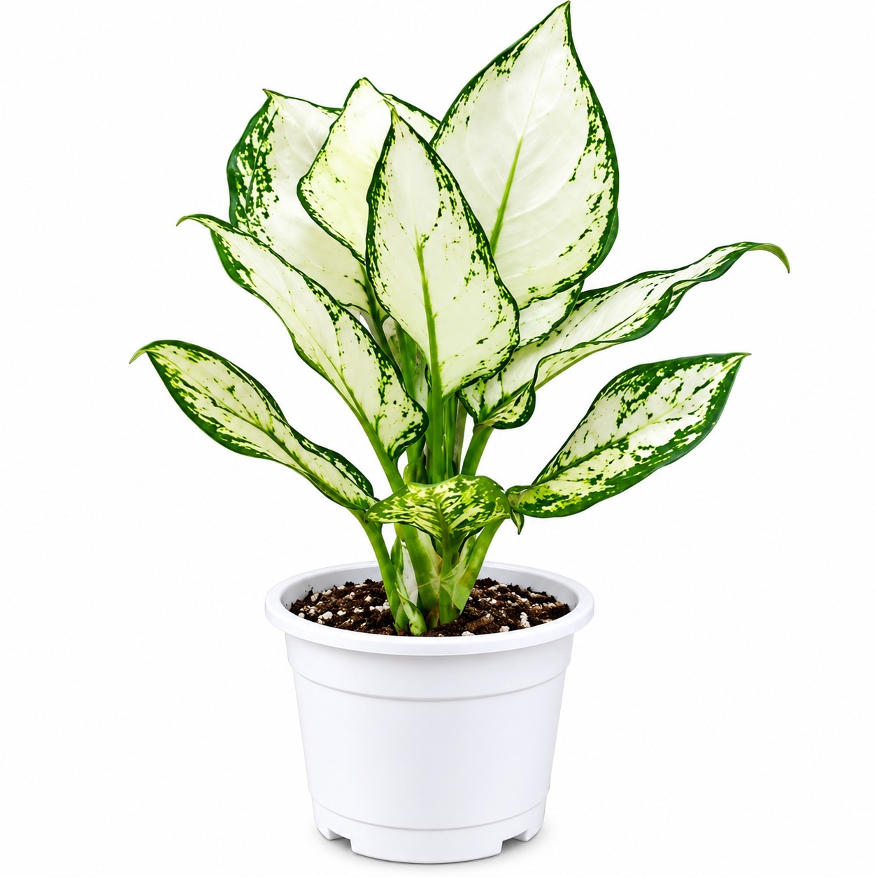 Aglonima Super White