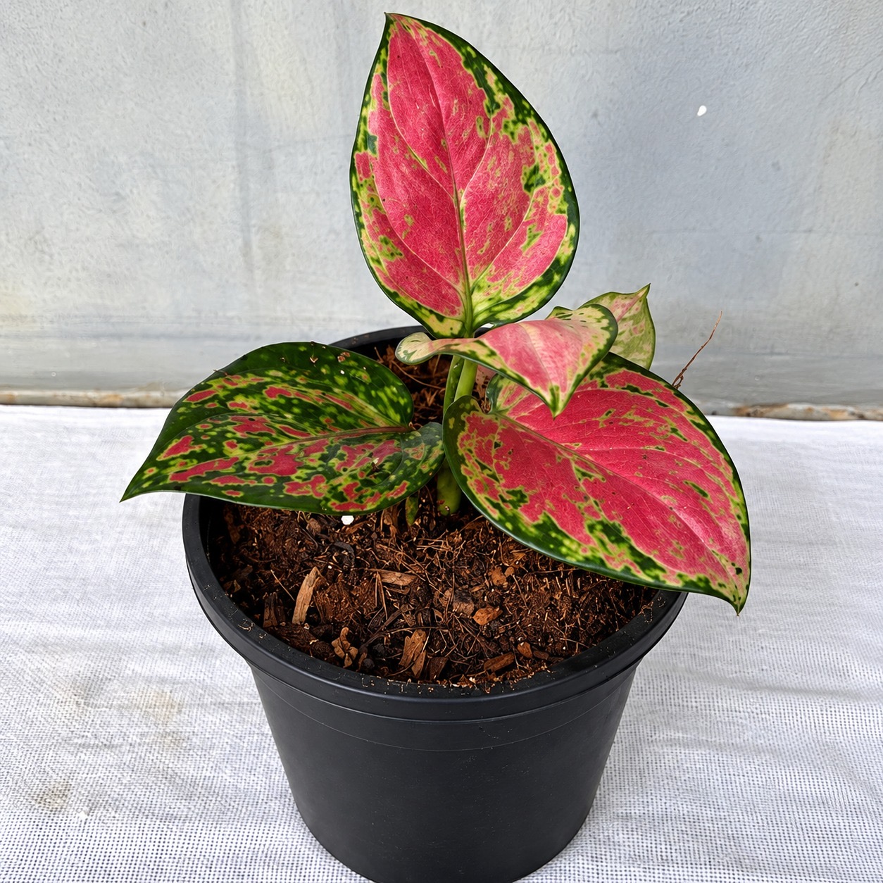 Aglonima Lady Valentine