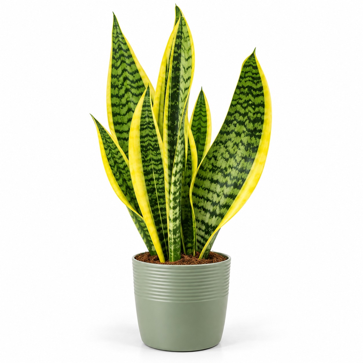 Sansevieria Trifasciata-12cm pot