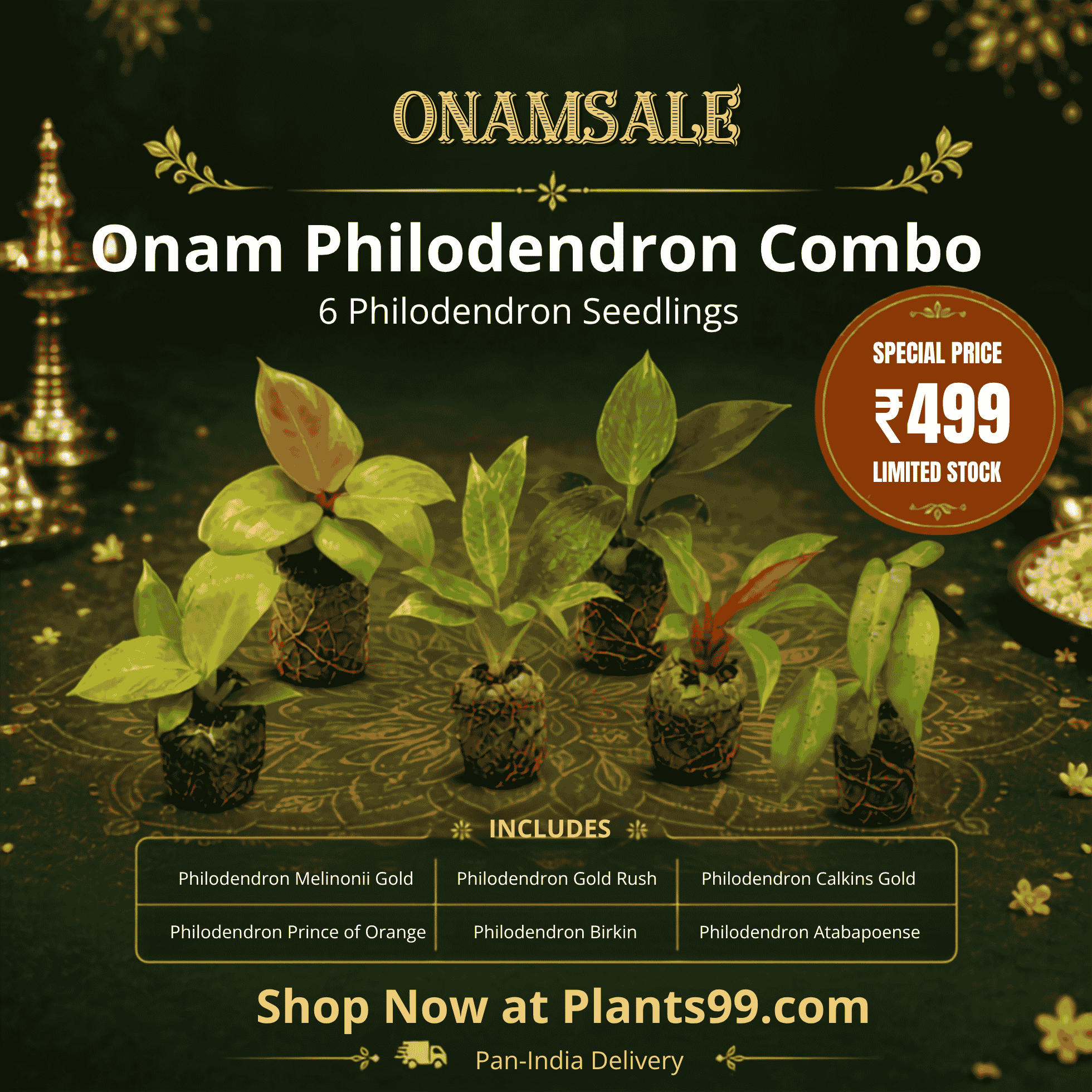 Onam Philodendron Combo