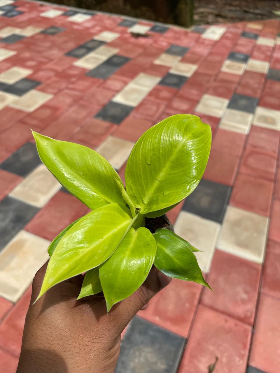 Philodendron Melinonii Gold – Plant in Jiffy Bag