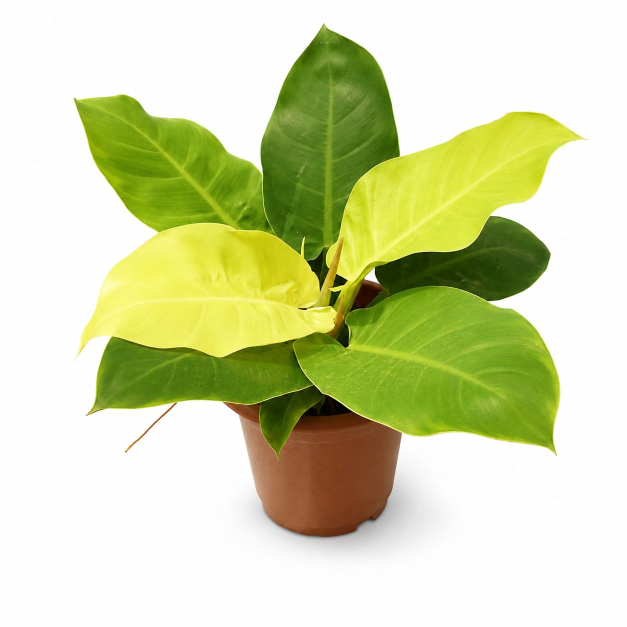 Philodendron Melinonii Gold – Plant in Jiffy Bag