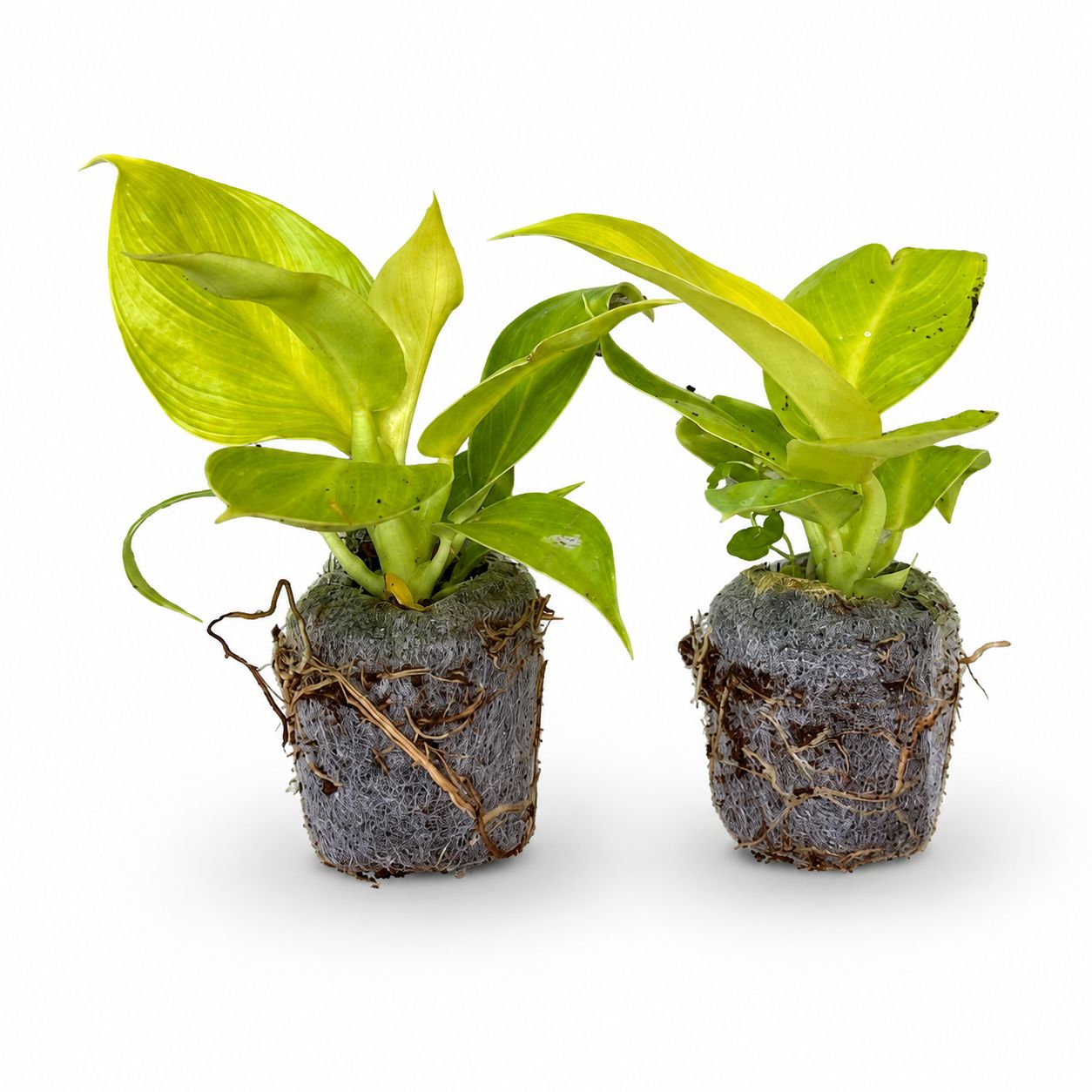 Philodendron Melinonii Gold – Plant in Jiffy Bag