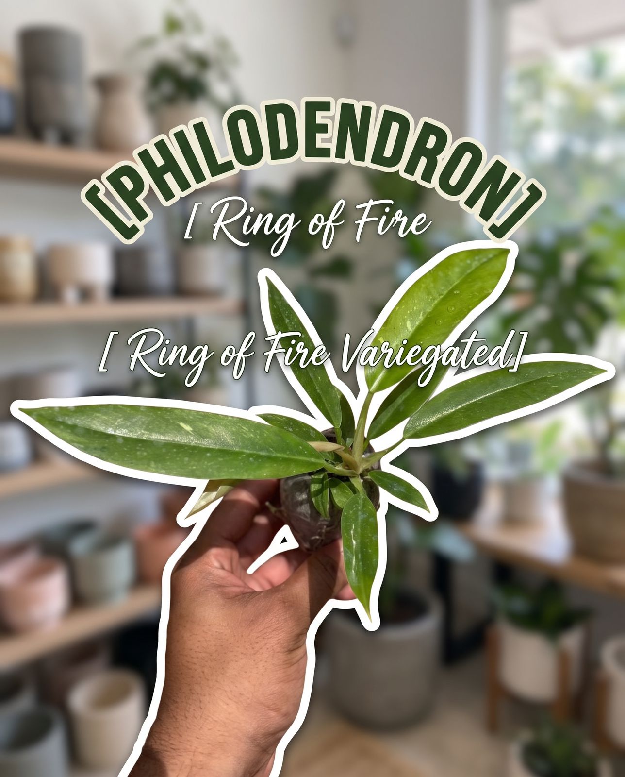 Philodendron Ring of Fire Variegated – Plant in Jiffy Bag