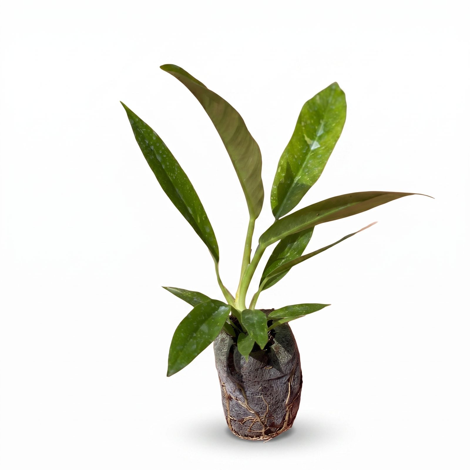 Philodendron Ring of Fire Variegated – Plant in Jiffy Bag