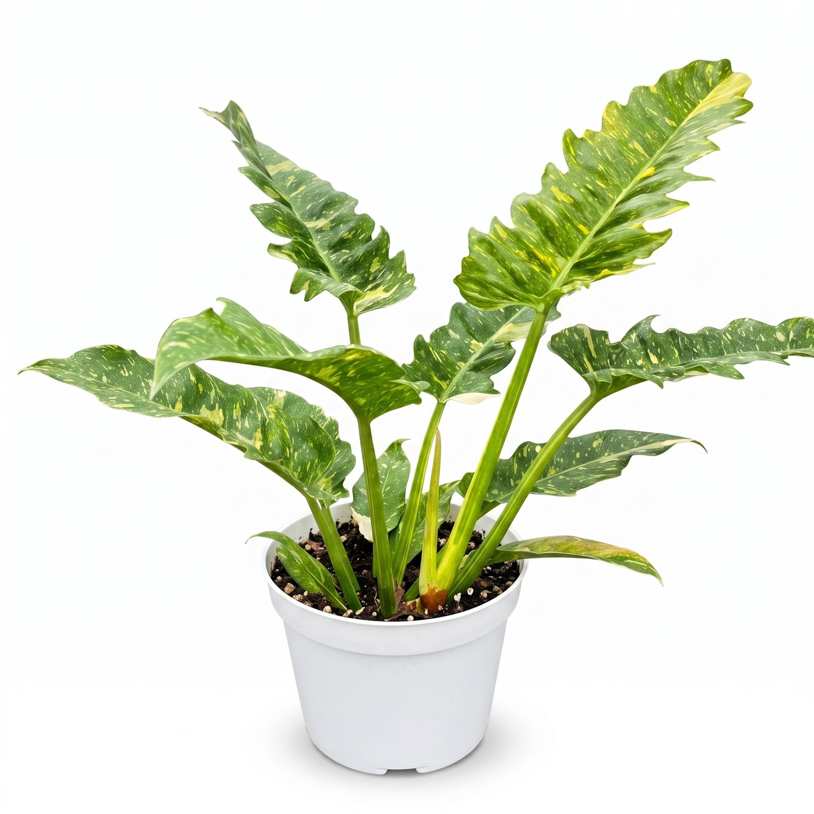 Philodendron Ring of Fire Variegated – Plant in Jiffy Bag