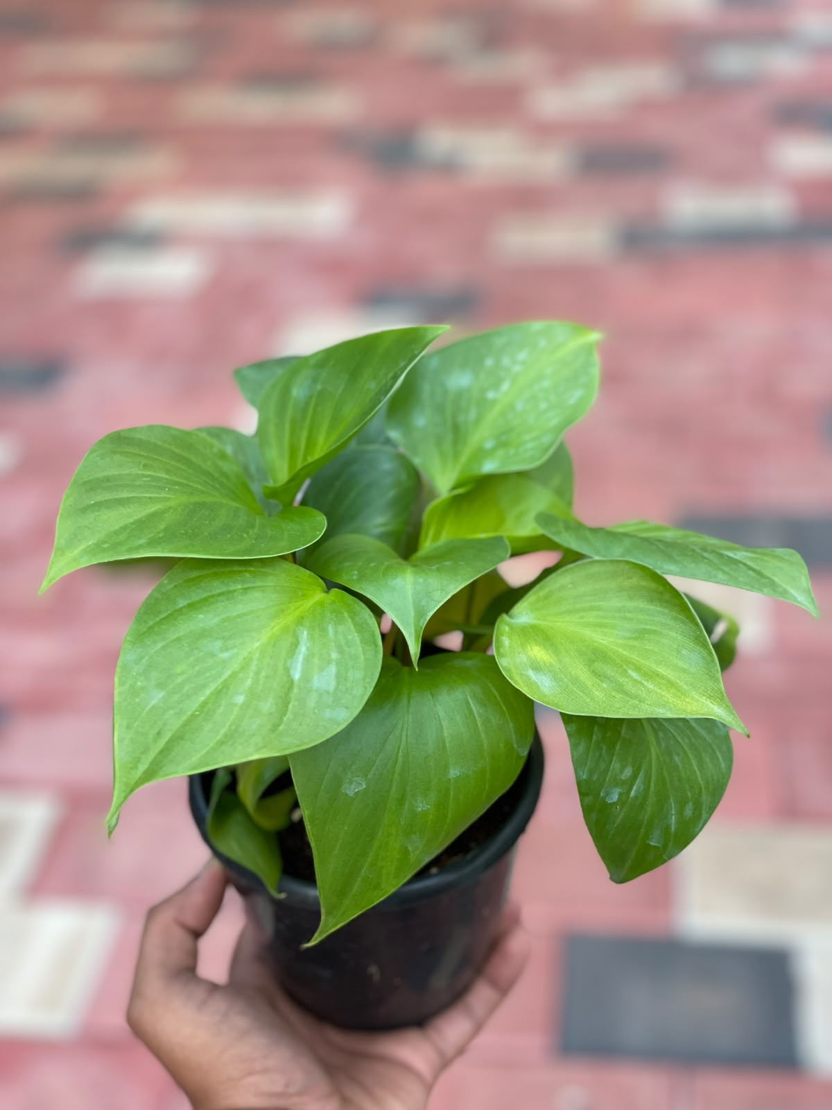Homalomena – 12 cm Pot