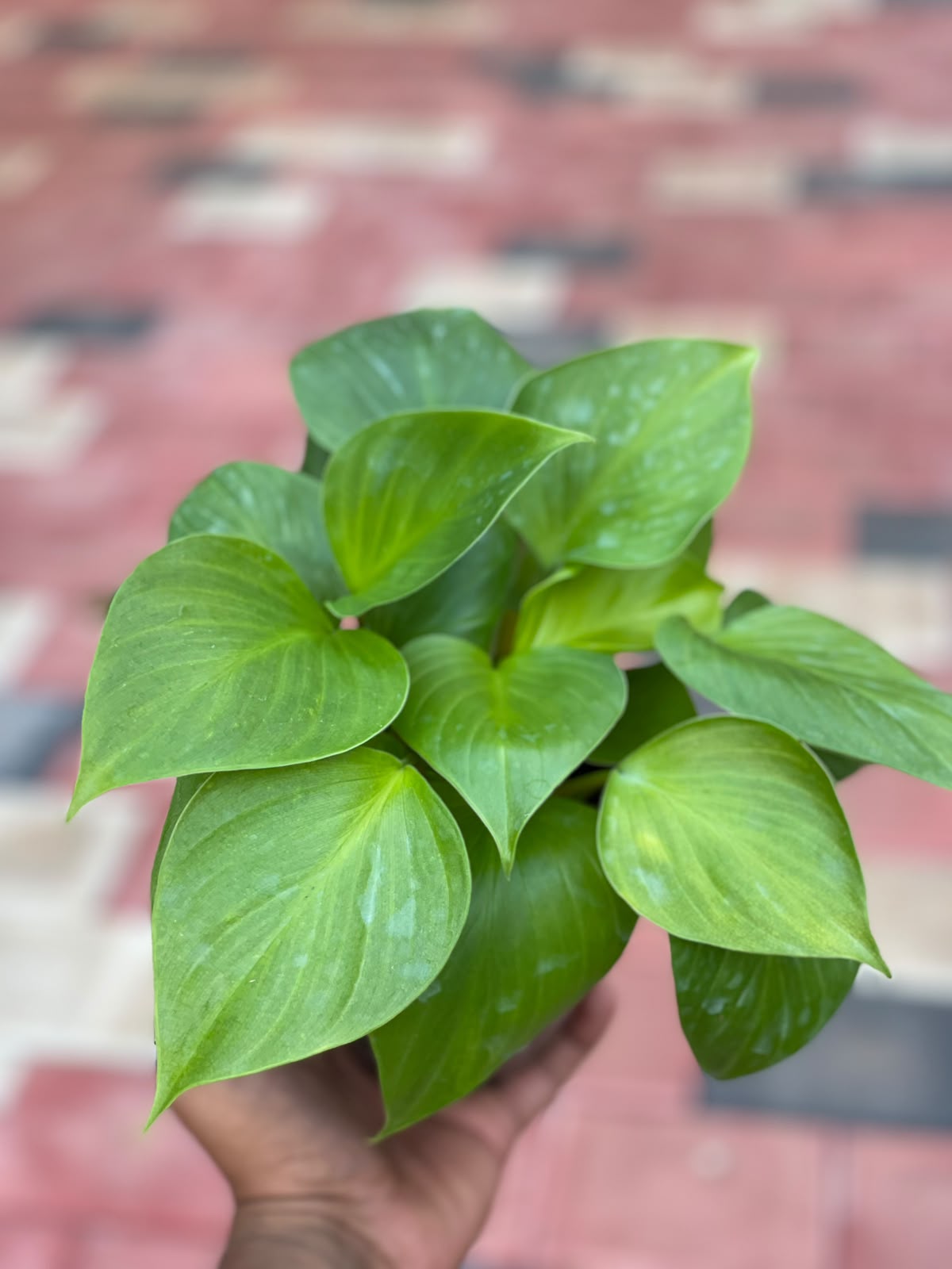 Homalomena – 12 cm Pot