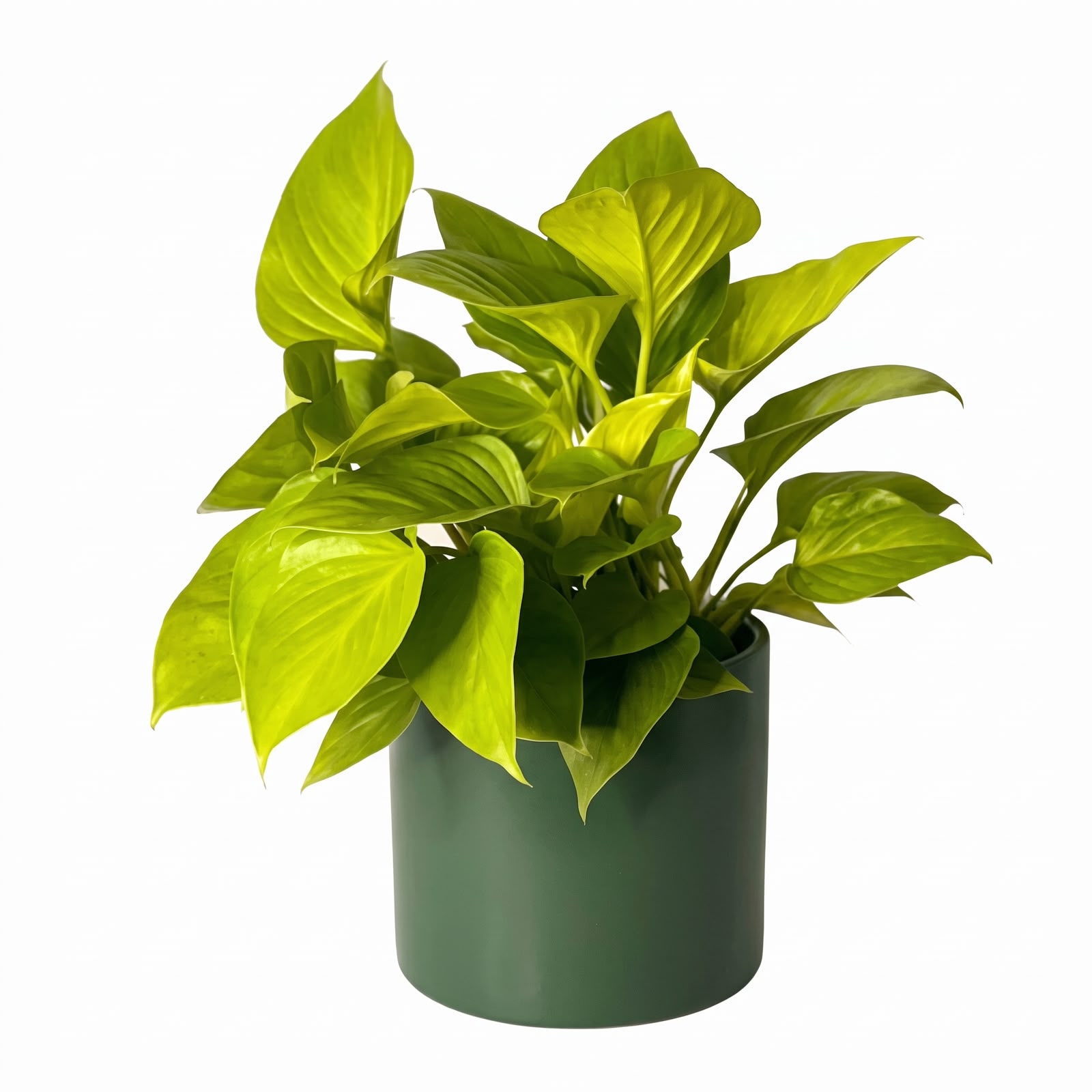 Homalomena – 12 cm Pot