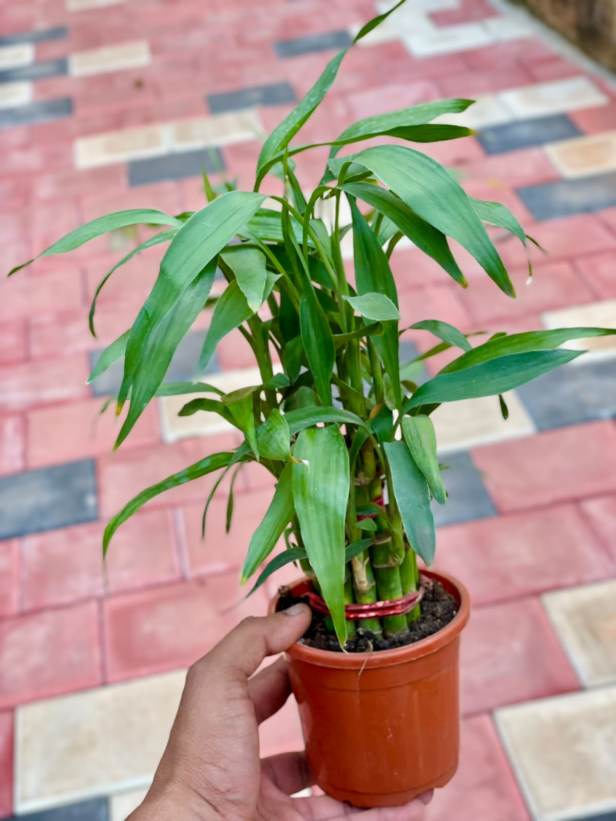 Two-Layer Lucky Bamboo – 10 cm Pot