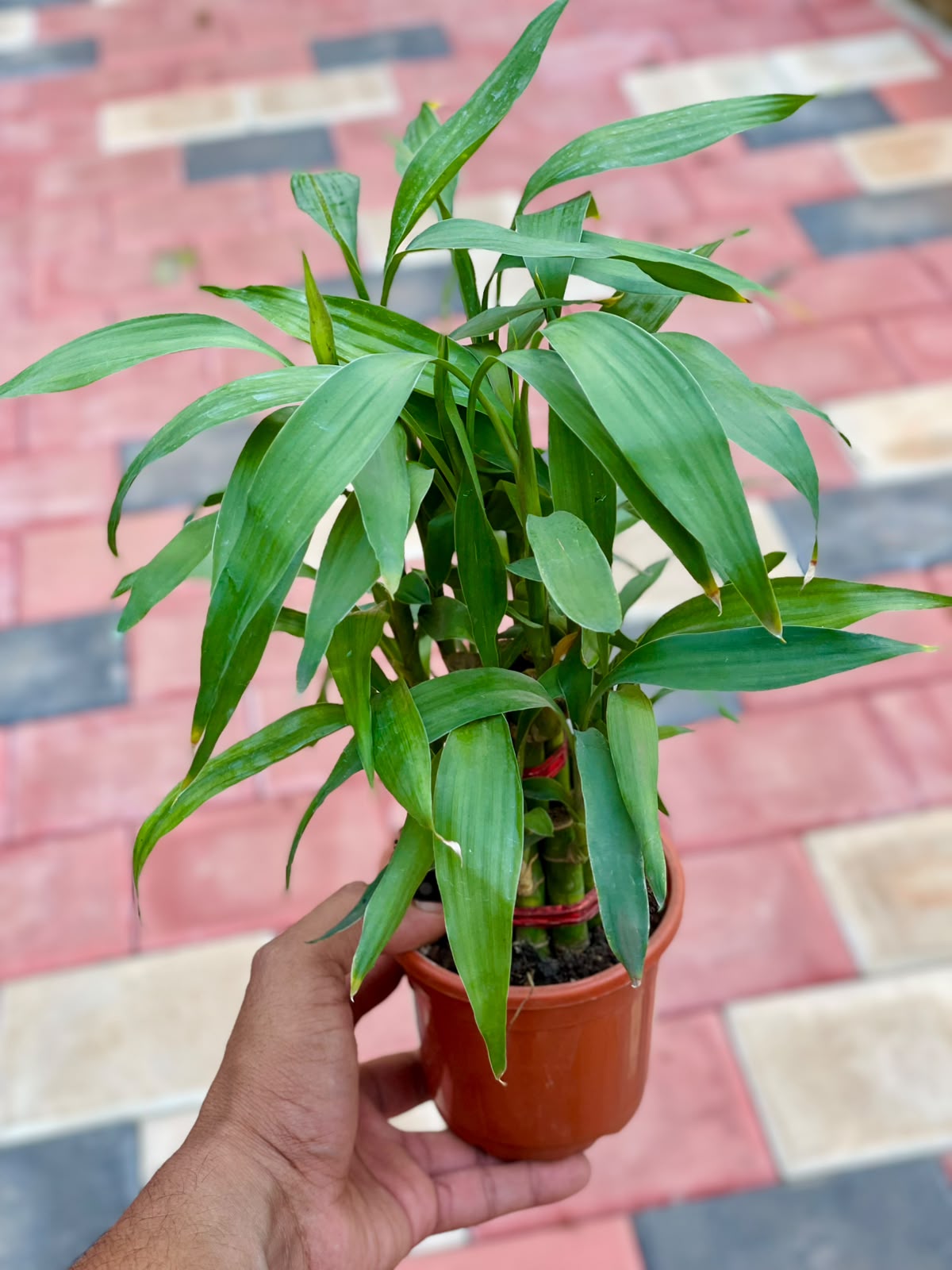 Two-Layer Lucky Bamboo – 10 cm Pot