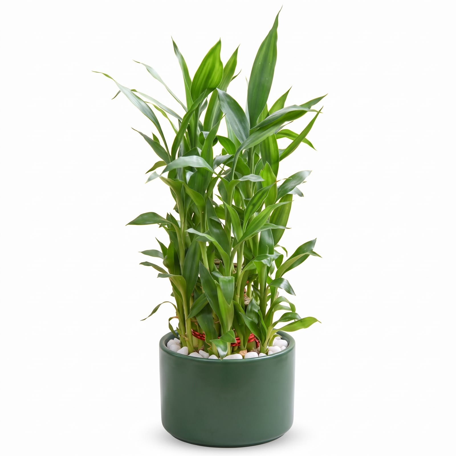Two-Layer Lucky Bamboo – 10 cm Pot