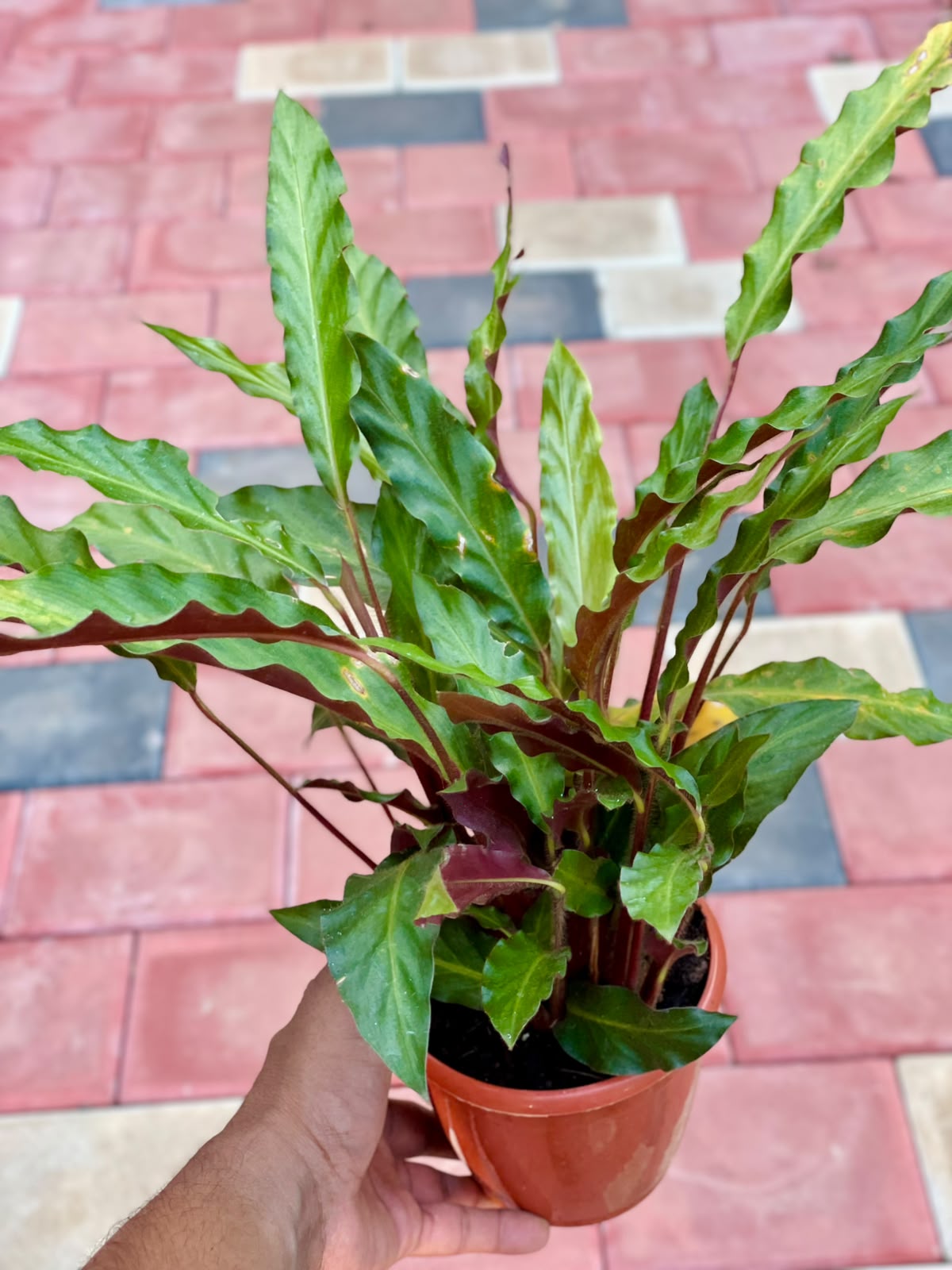 Calathea Rufibarba Green – 12 cm Nursery Pot
