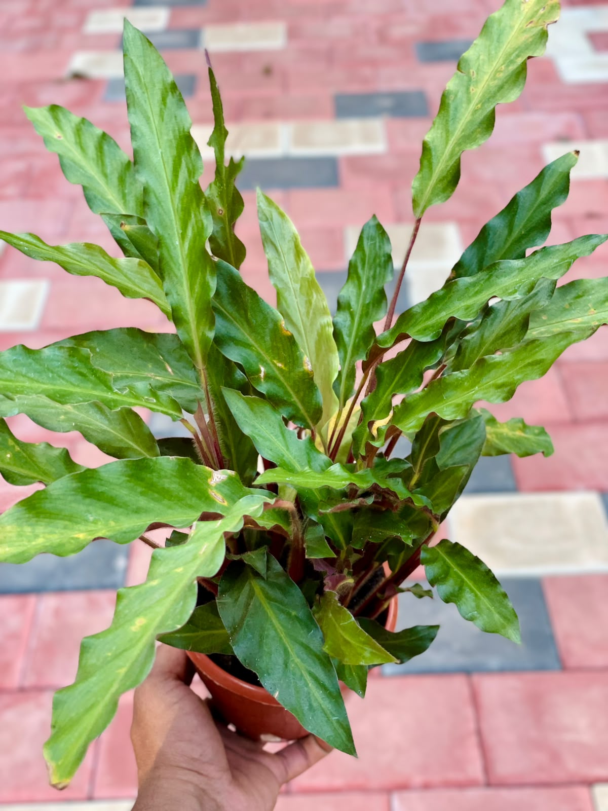 Calathea Rufibarba Green – 12 cm Nursery Pot