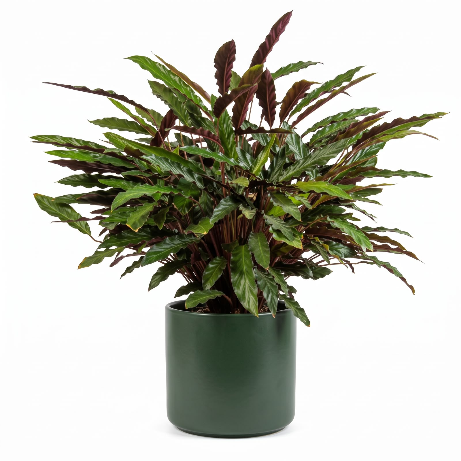 Calathea Rufibarba Green – 12 cm Nursery Pot