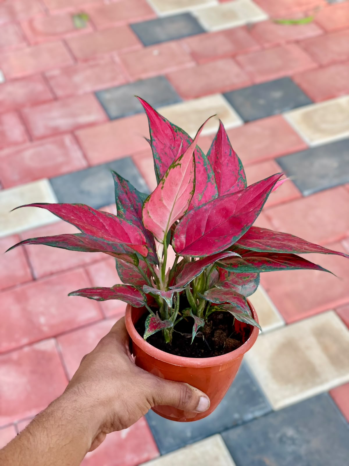 Aglaonema Red Angel – 12 cm Pot