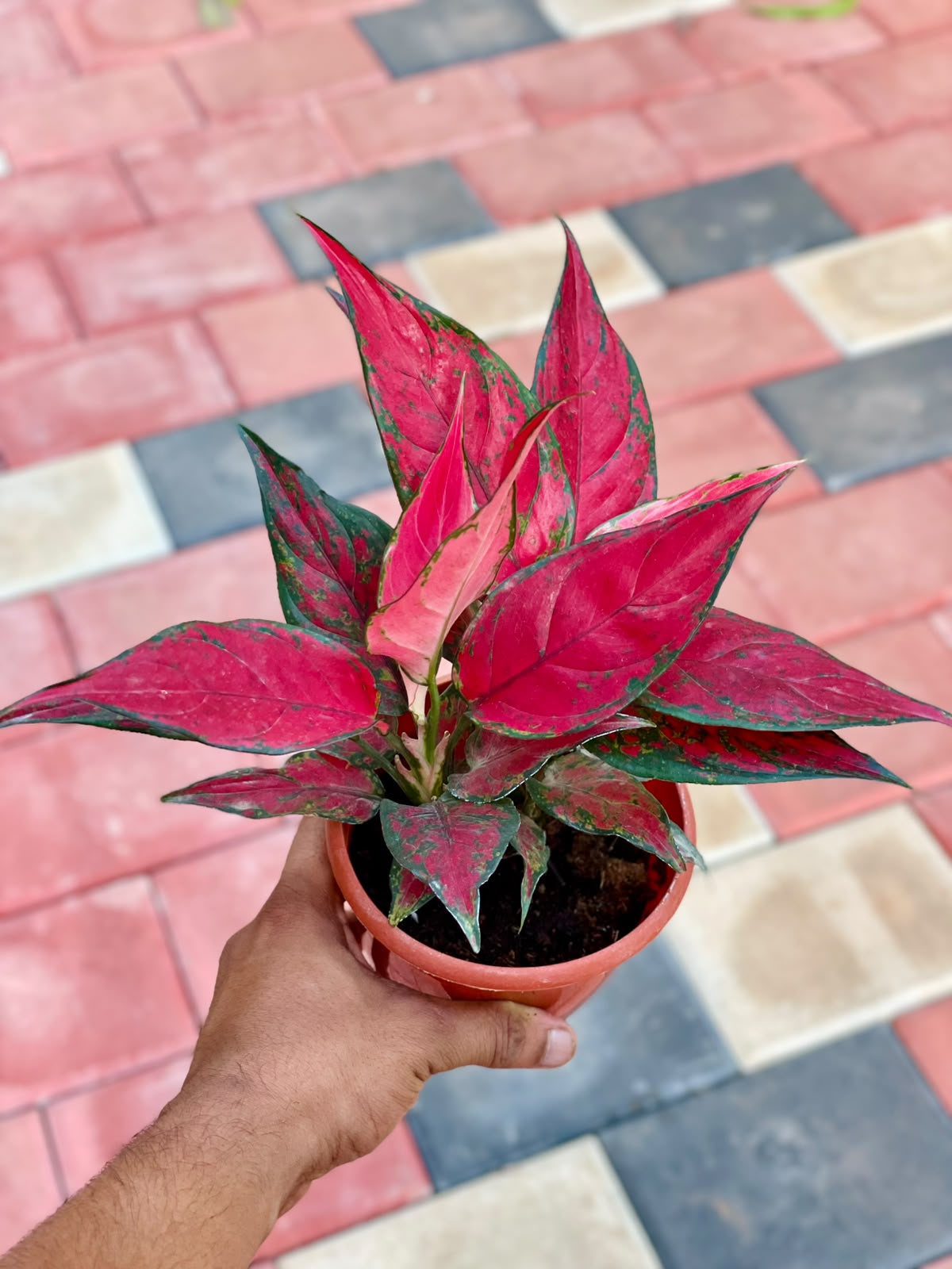 Aglaonema Red Angel – 12 cm Pot