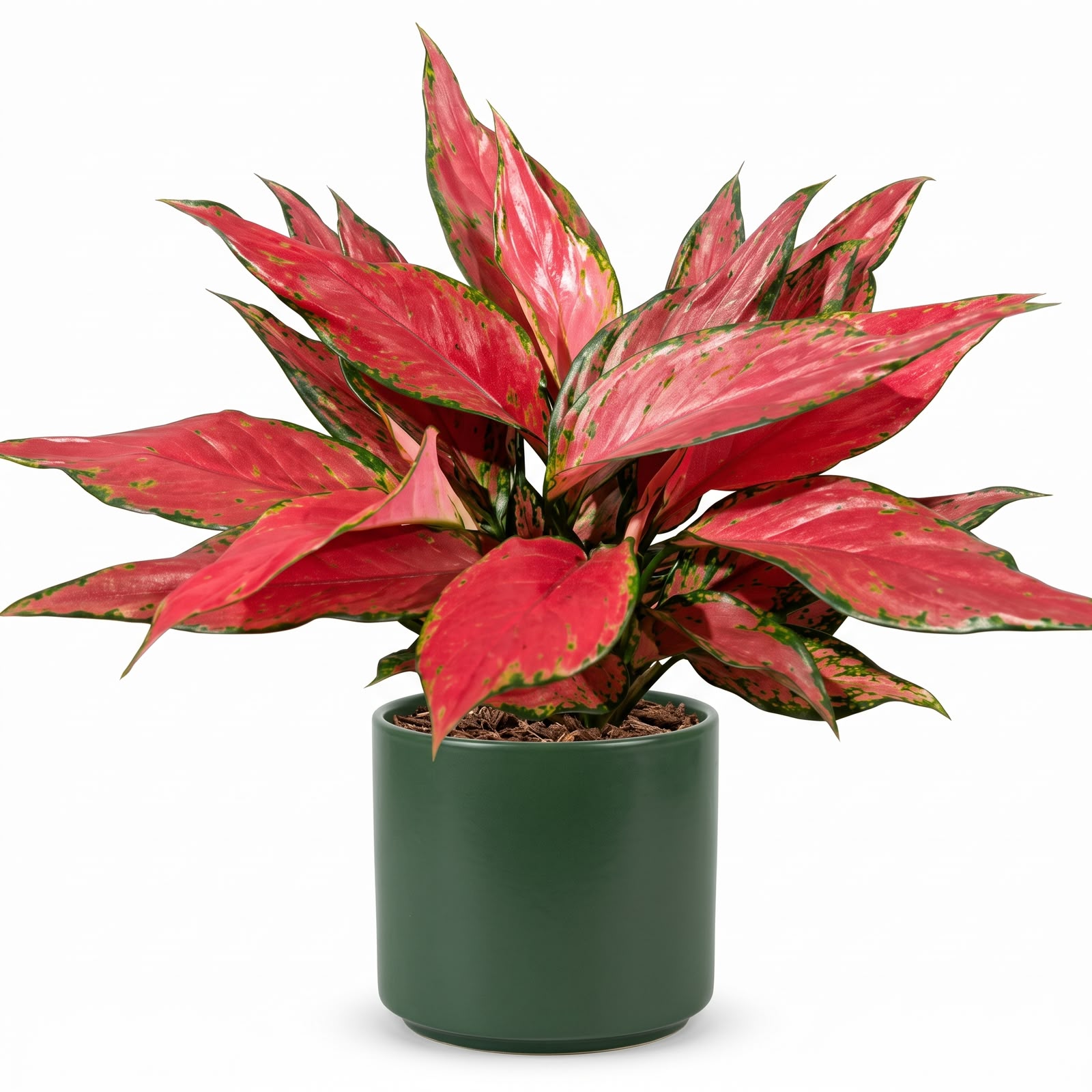 Aglaonema Red Angel – 12 cm Pot