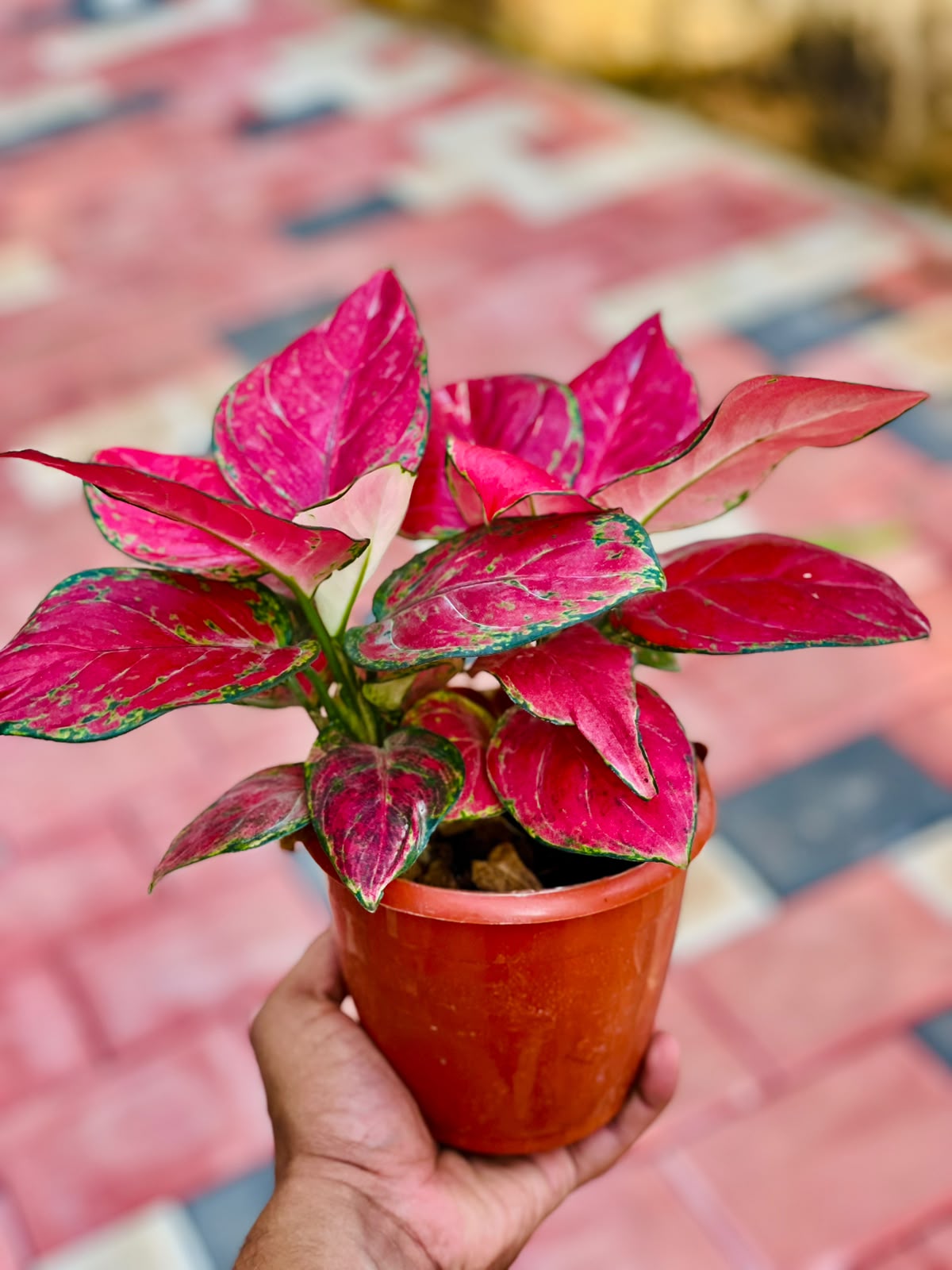 Aglaonema Diamond Red – 12 cm Pot