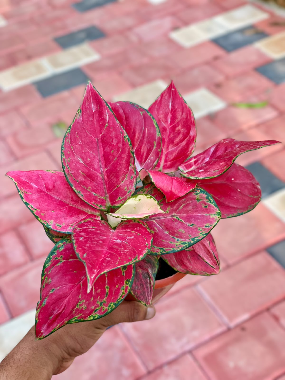 Aglaonema Diamond Red – 12 cm Pot