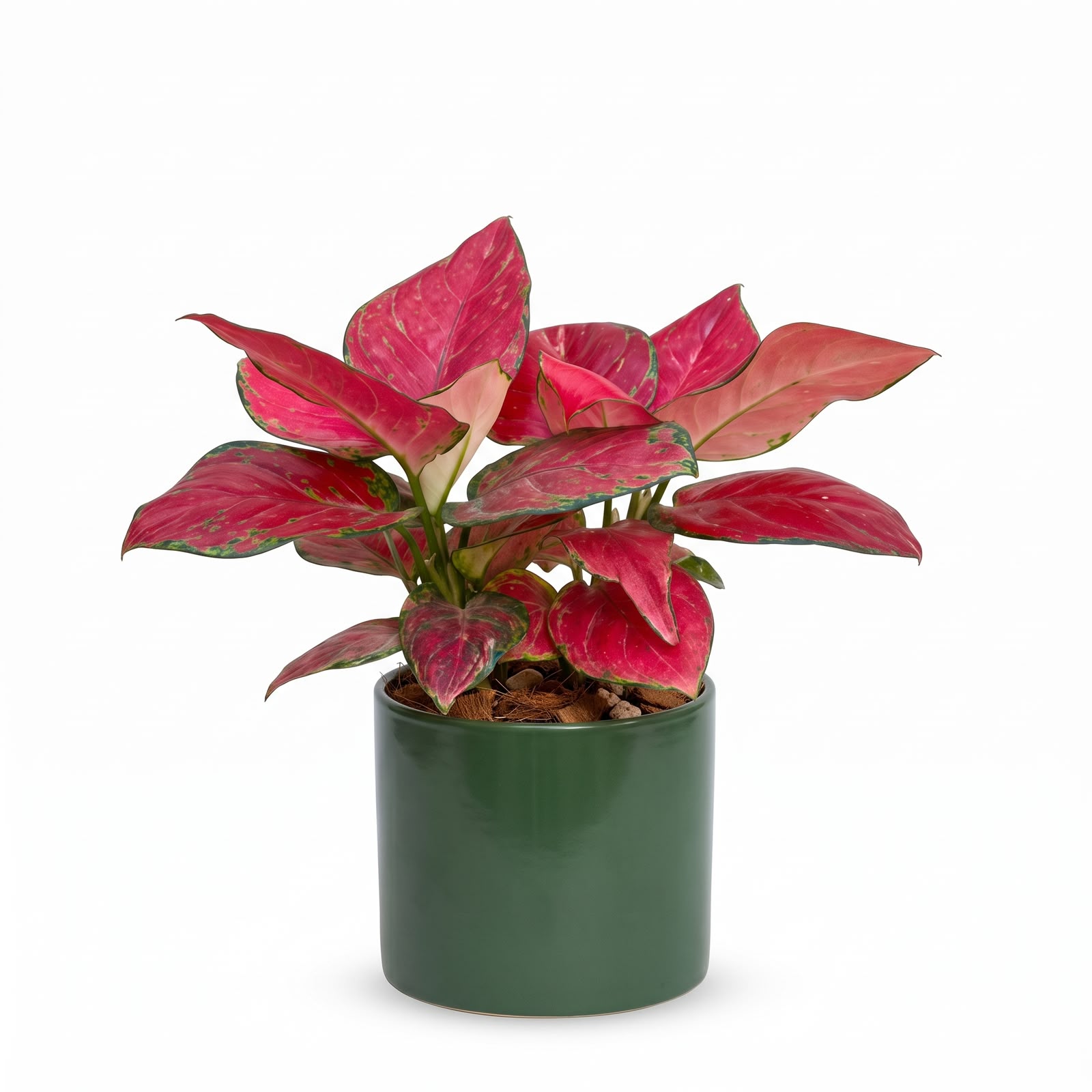 Aglaonema Diamond Red – 12 cm Pot