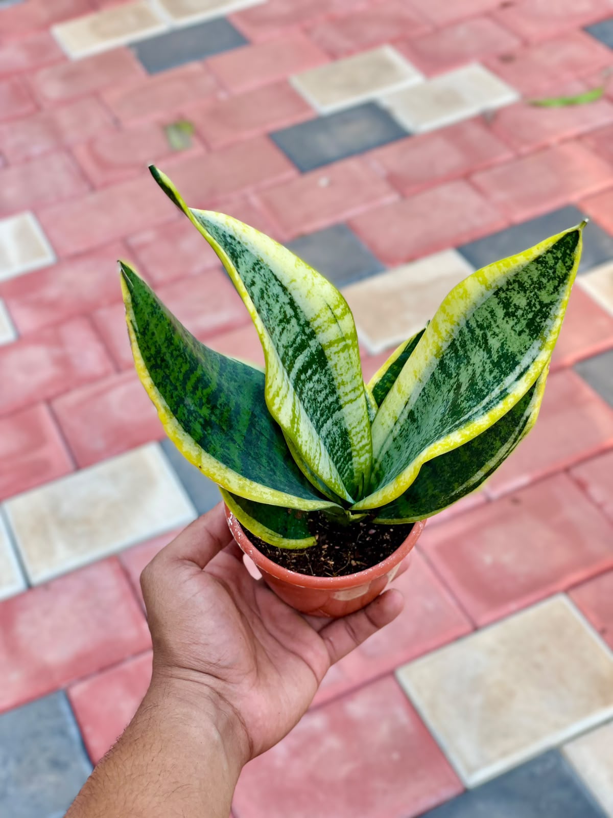 Sansevieria Superba – 10 cm Nursery Pot